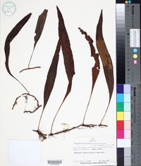 Polypodium percussum image