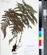 Polystichum fournieri image