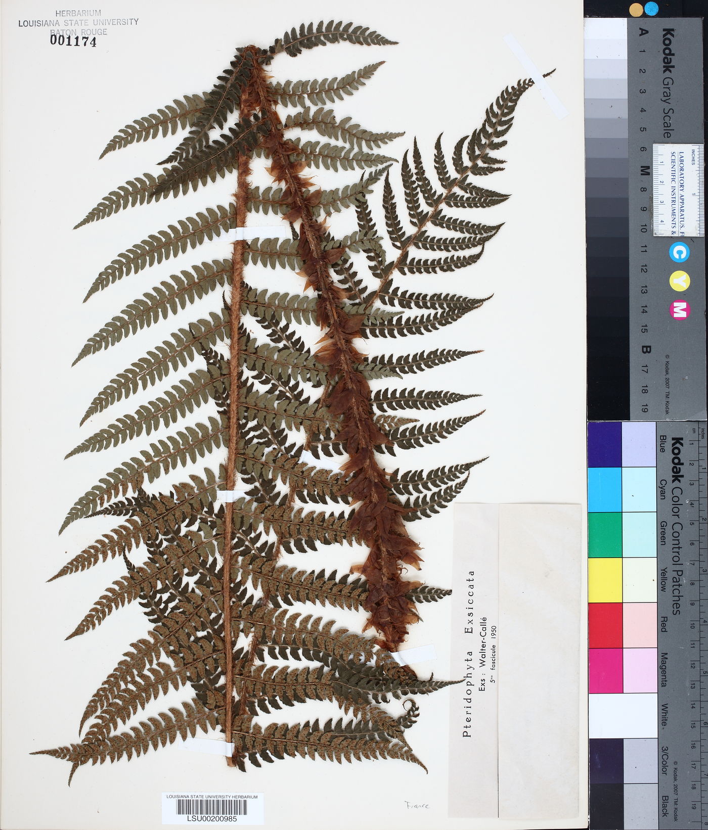 Polystichum setiferum image