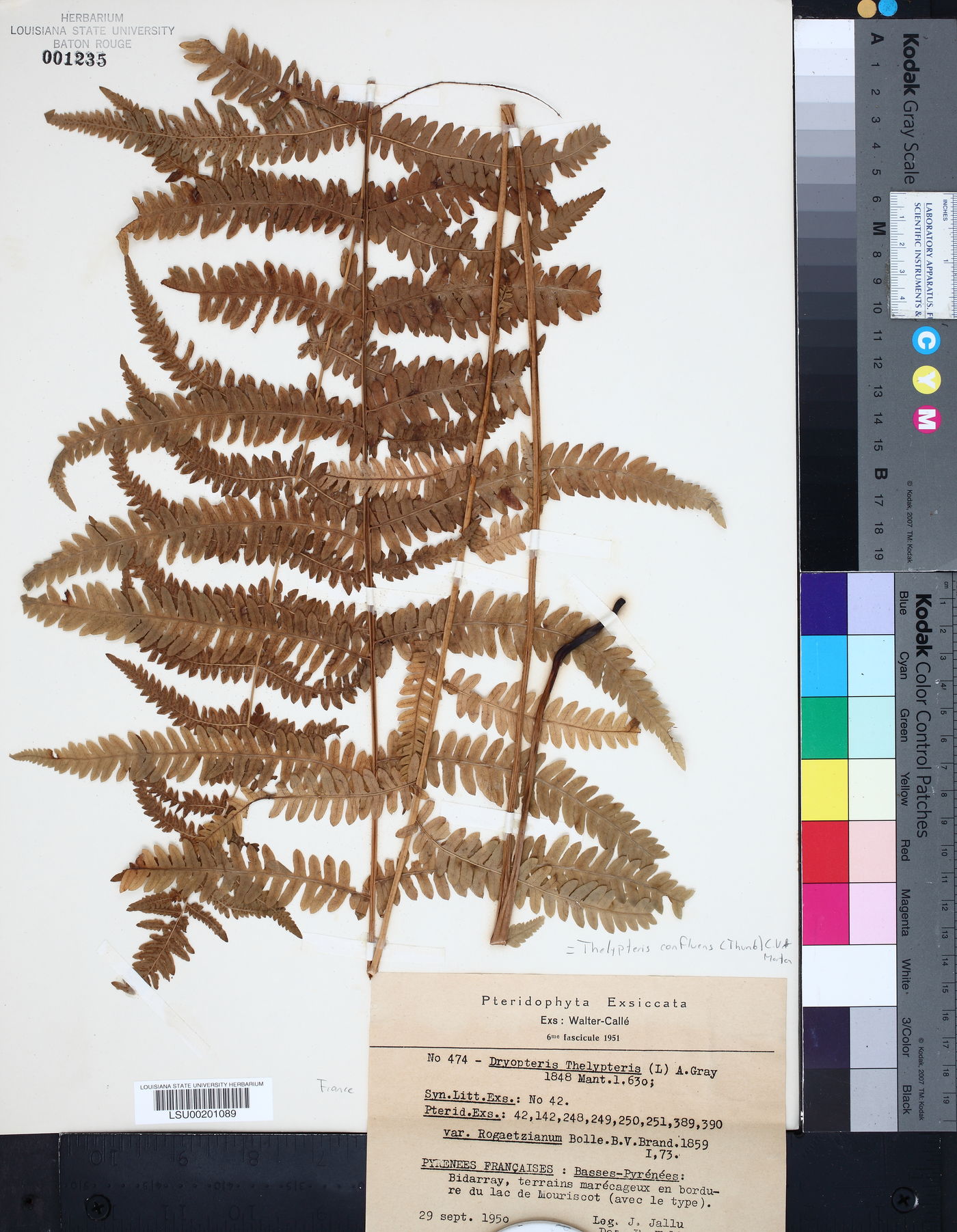 Thelypteris confluens image