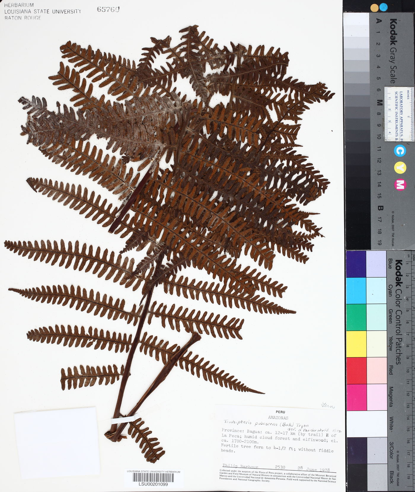 Trichipteris pubescens image