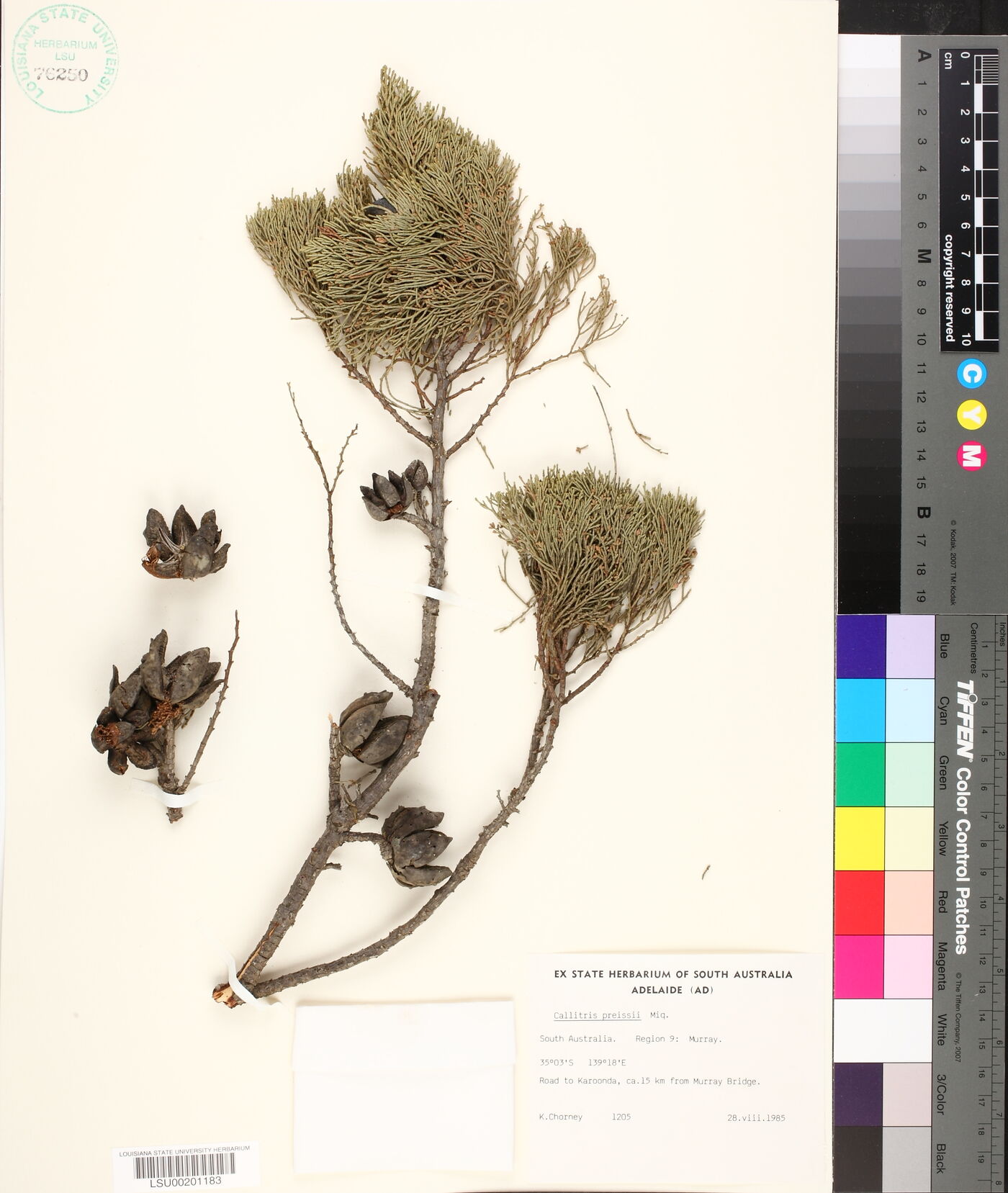 Callitris preissii image