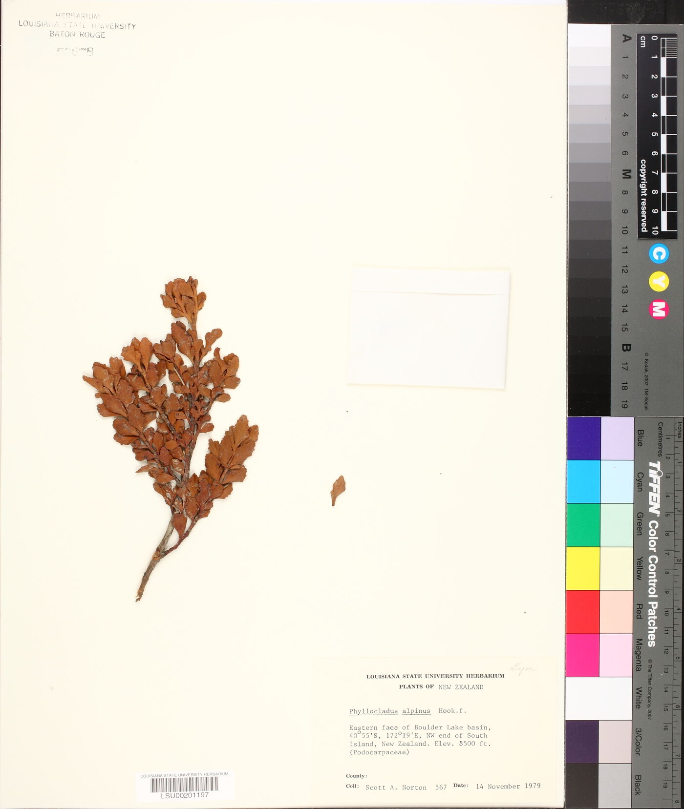 Phyllocladus trichomanoides var. alpinus image