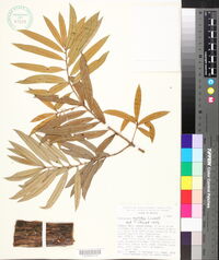 Podocarpus matudae image