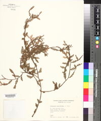Podocarpus dacrydioides image