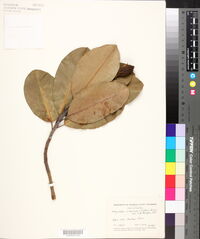 Magnolia poasana image