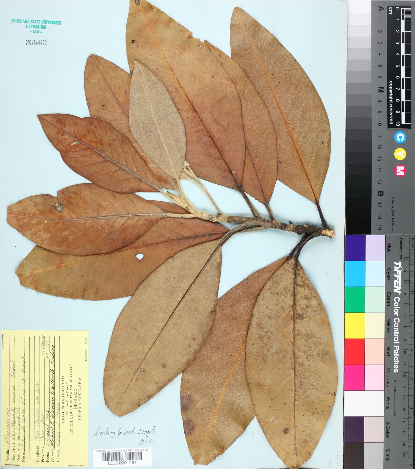 Magnolia sororum image