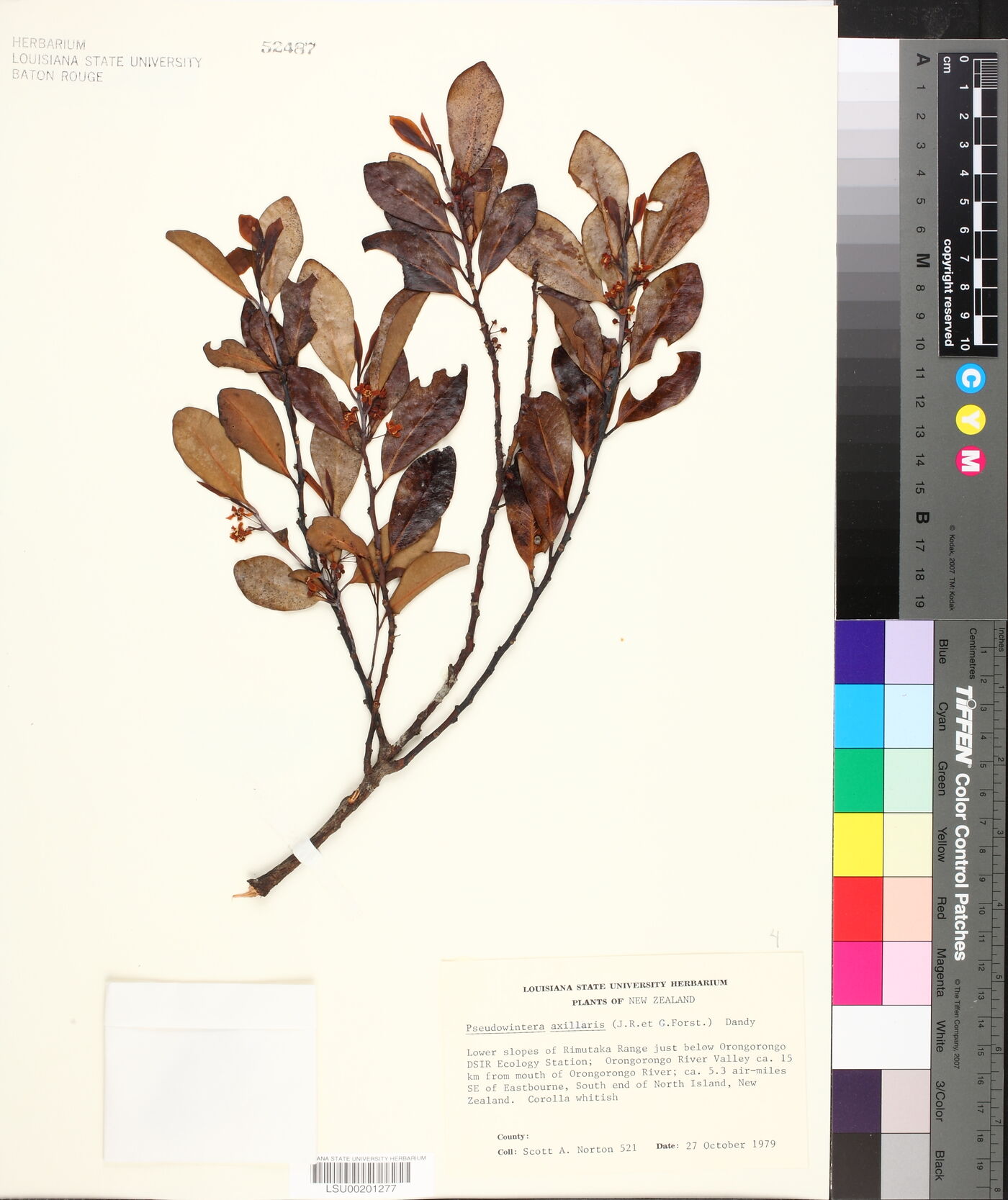 Pseudowintera axillaris image