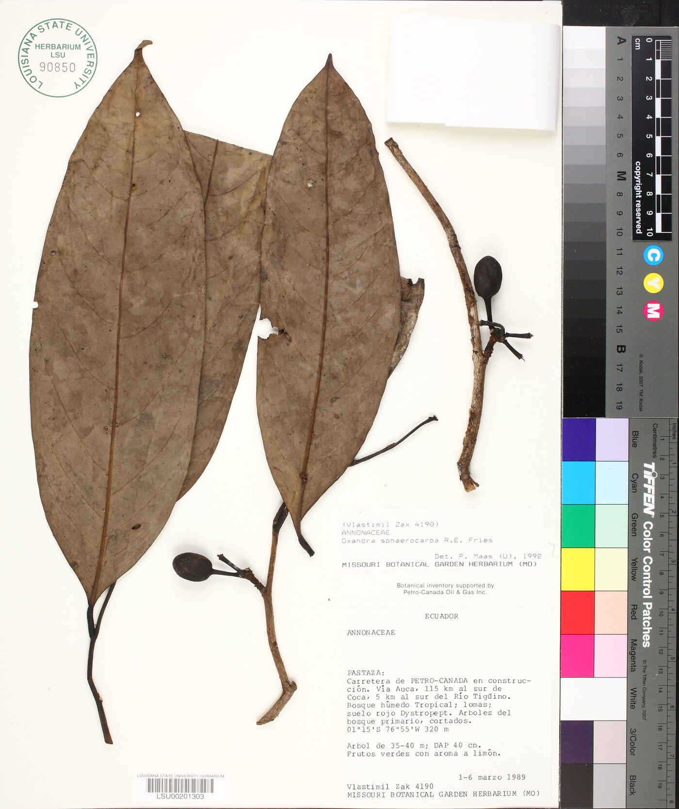 Oxandra sphaerocarpa image