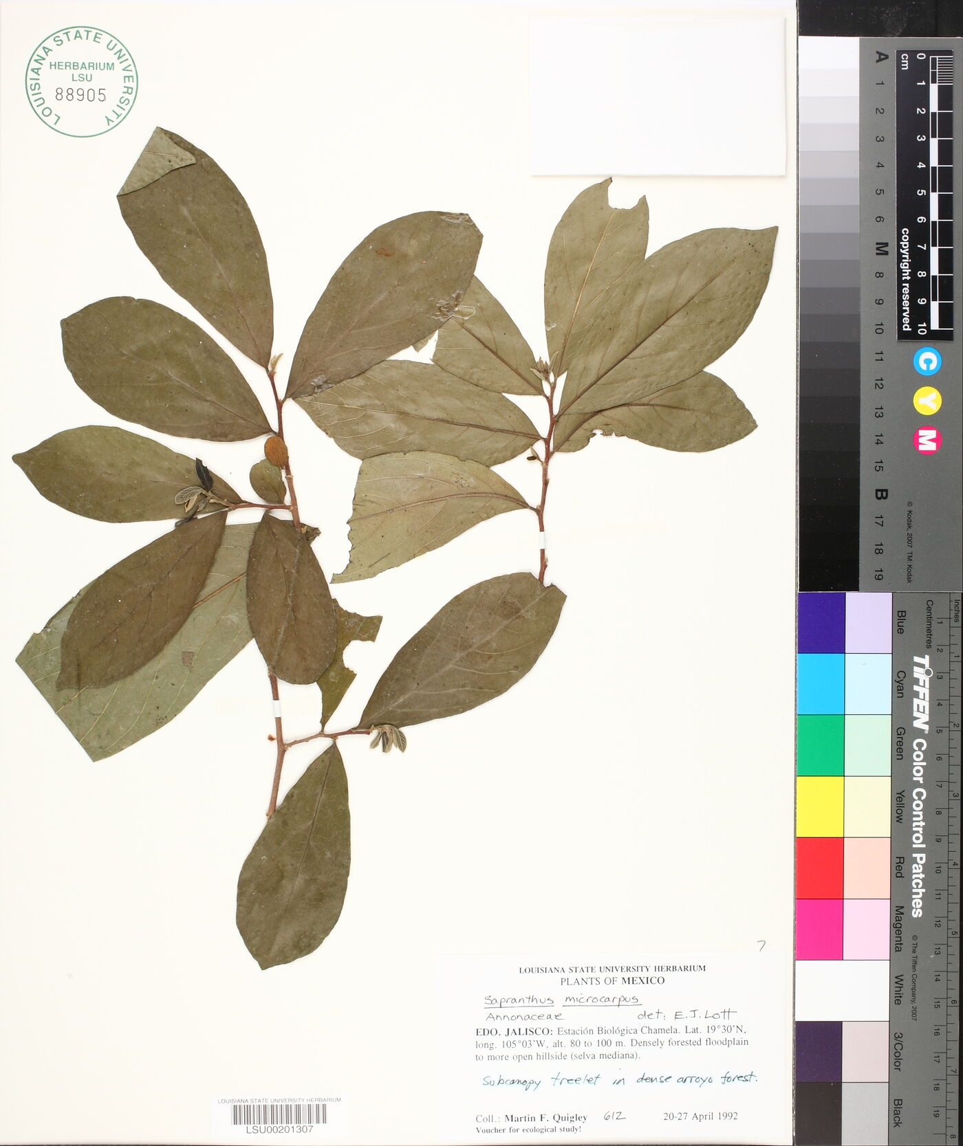 Sapranthus microcarpus image