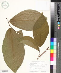 Image of Sapranthus palanga