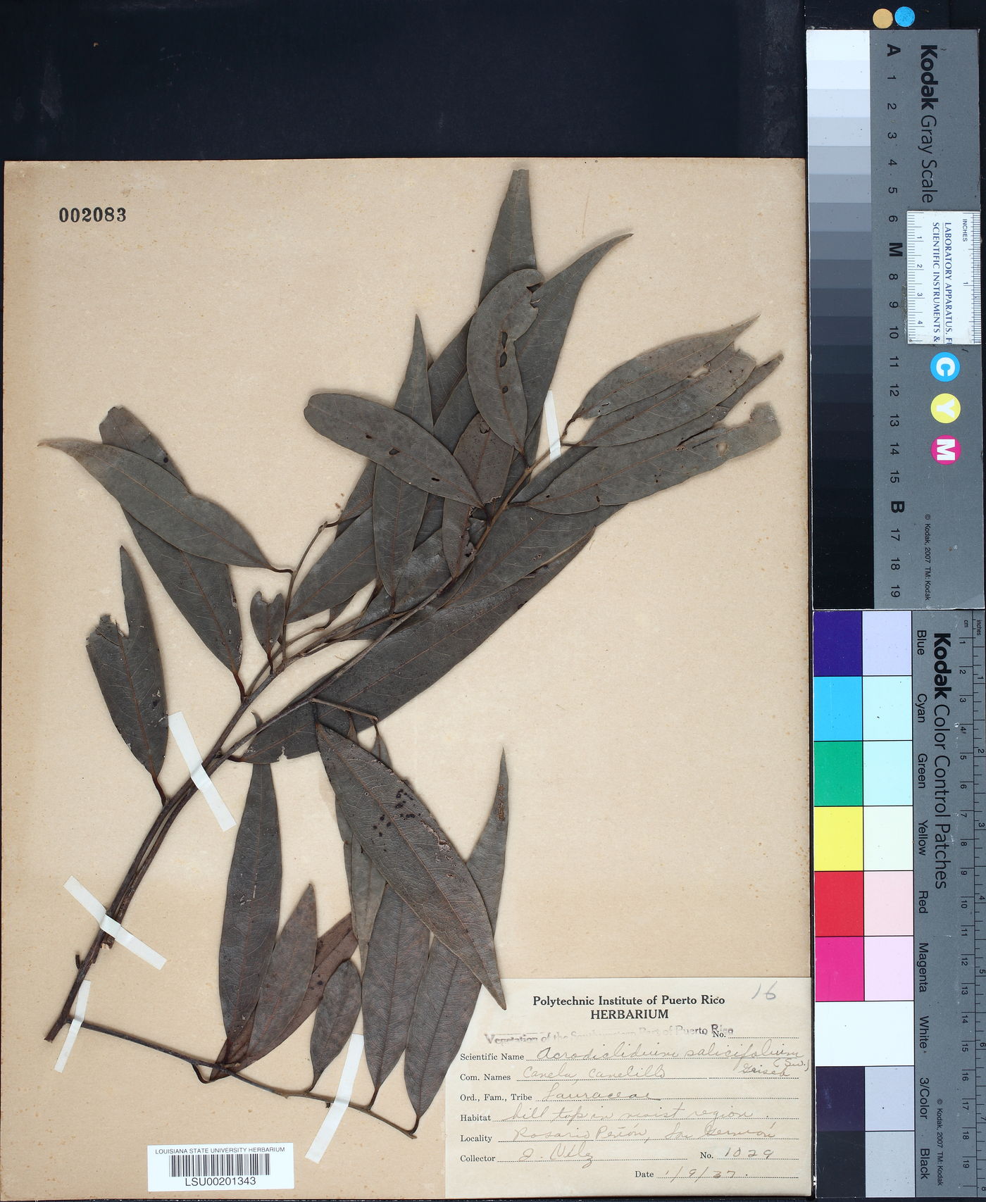 Acrodiclidium salicifolium image