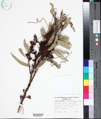 Cassytha peninsularis image