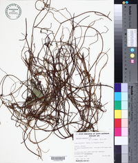 Cassytha pubescens image