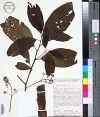 Nectandra lundellii image