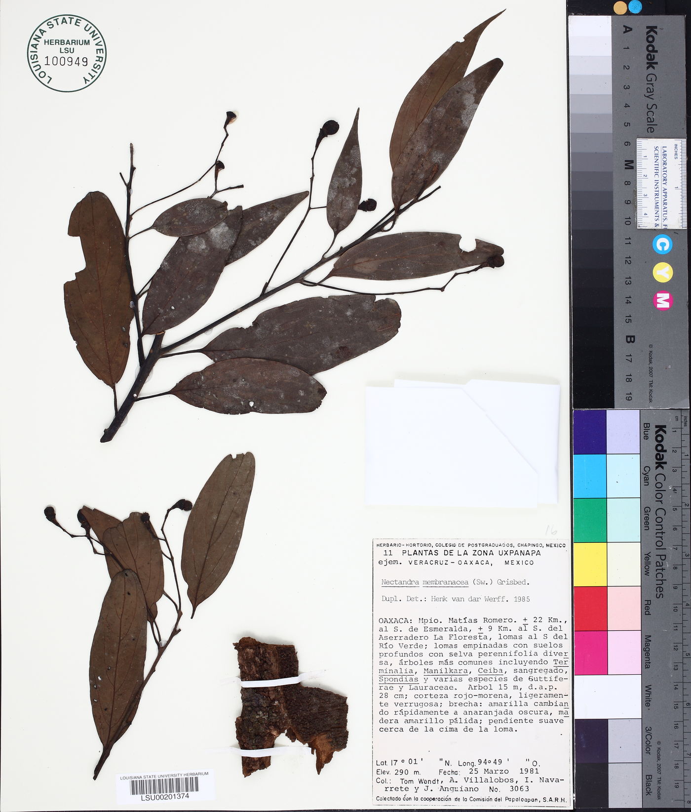 Nectandra membranacea image