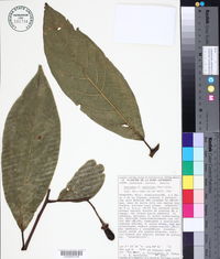 Nectandra rubriflora image
