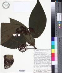 Nectandra rubriflora image