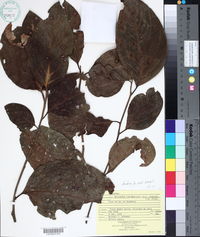 Nectandra cufodontisii image