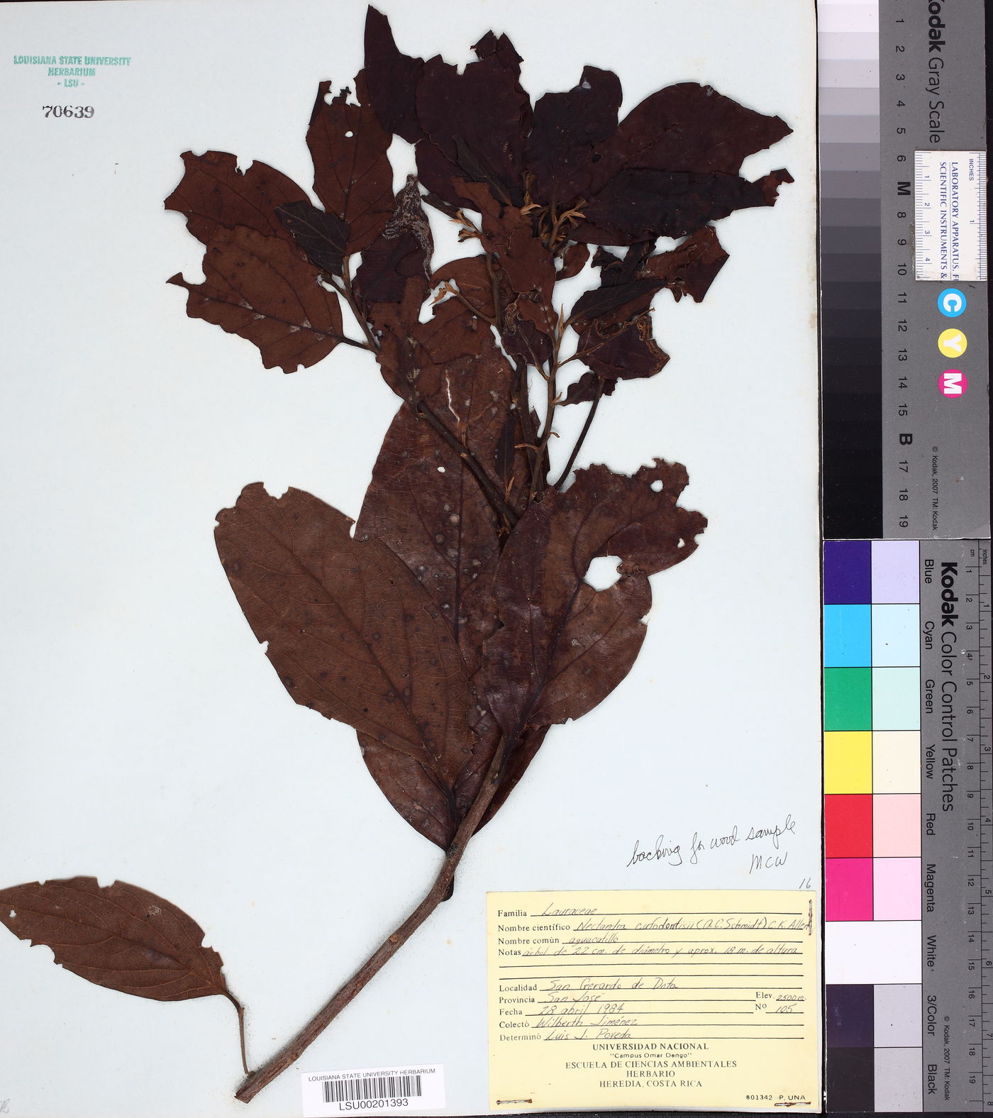 Nectandra cufodontisii image