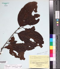 Nectandra cufodontisii image