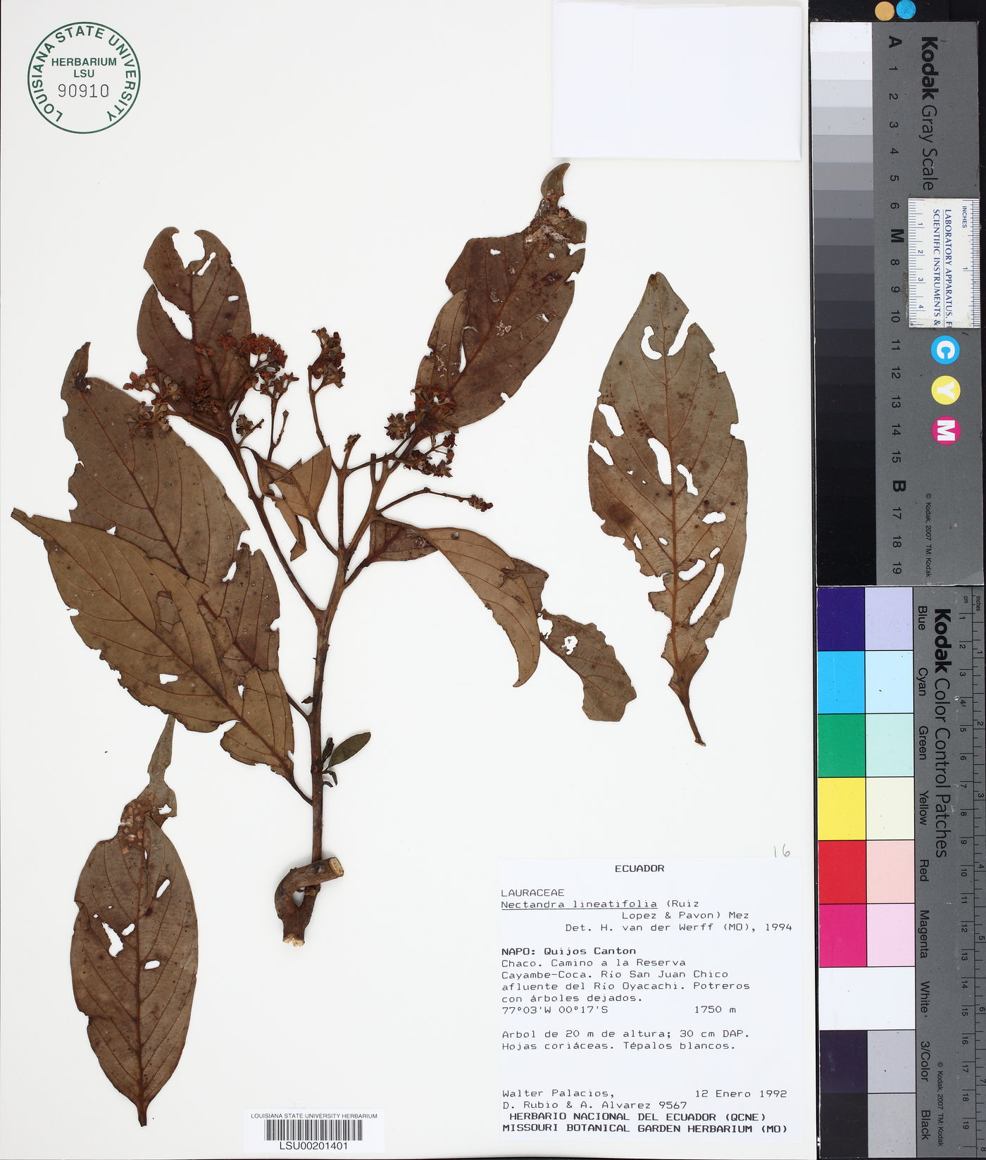 Nectandra lineatifolia image