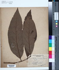 Ocotea leucoxylon image