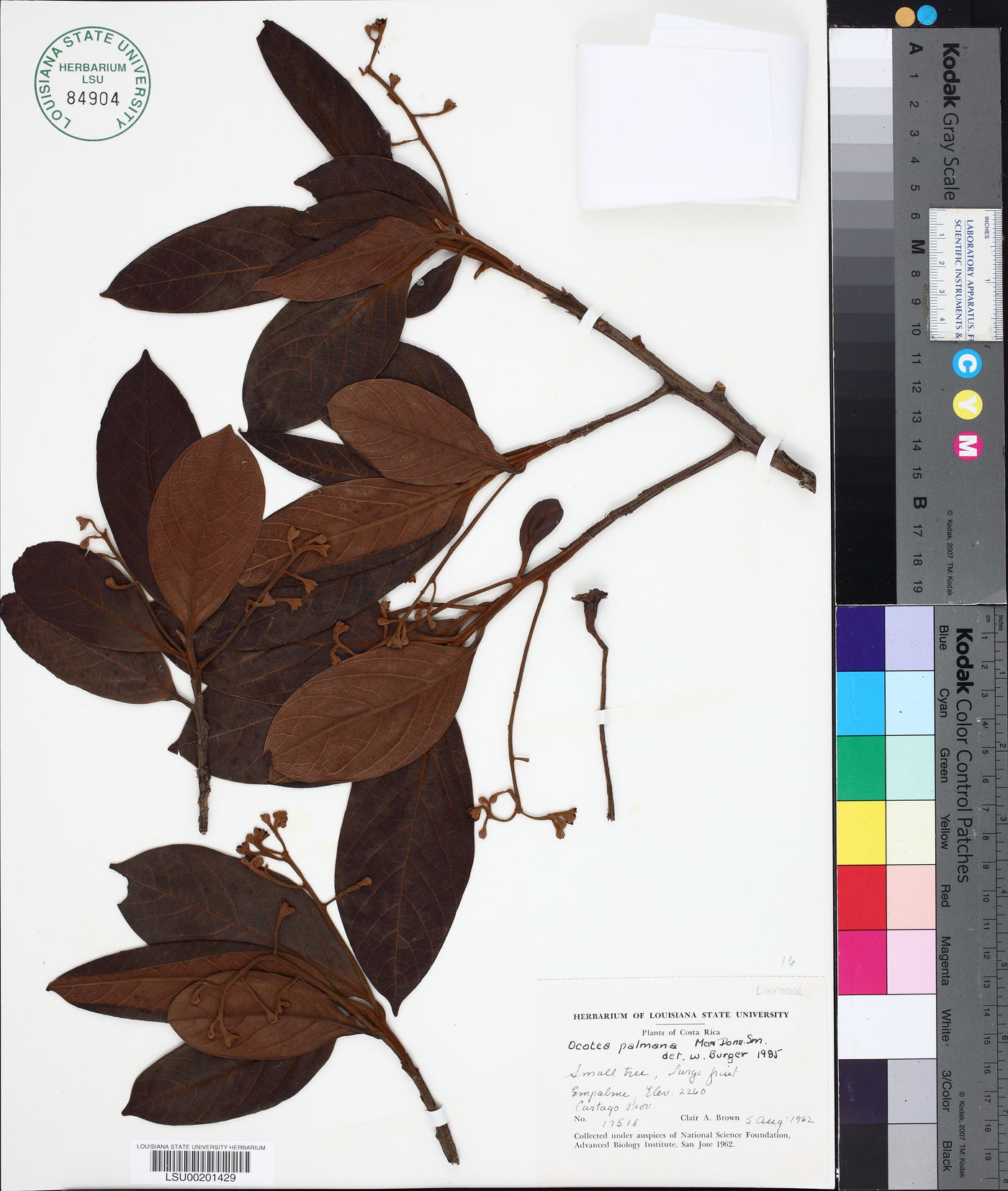 Pleurothyrium palmanum image