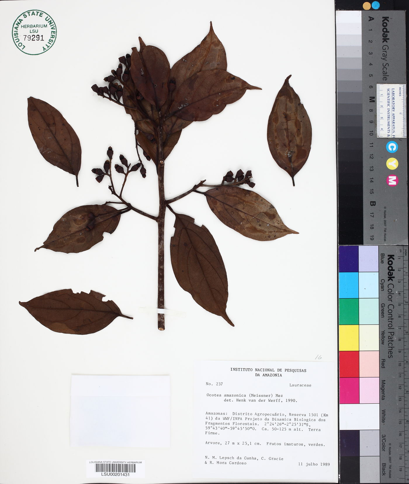 Ocotea amazonica image