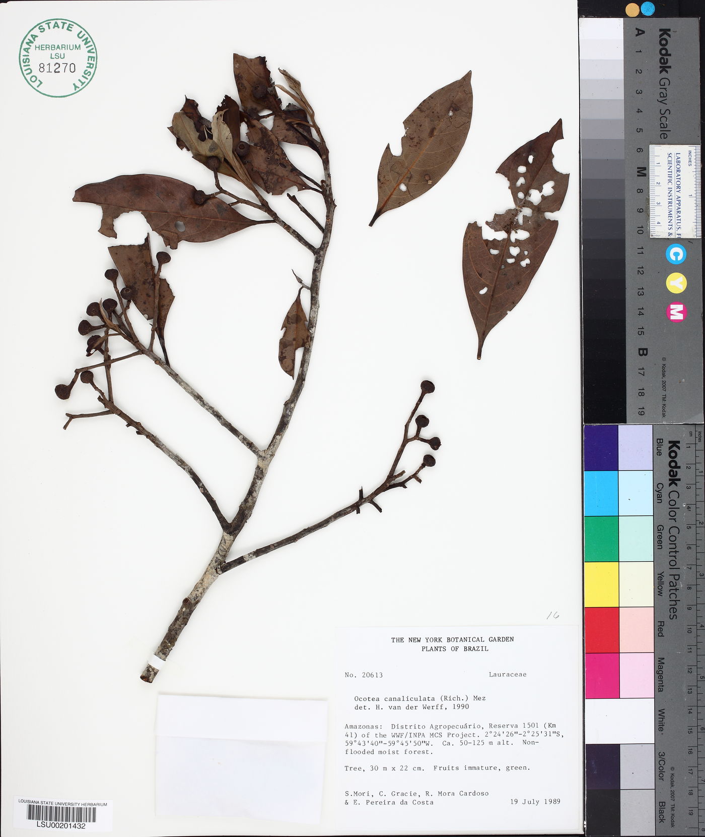 Ocotea canaliculata image