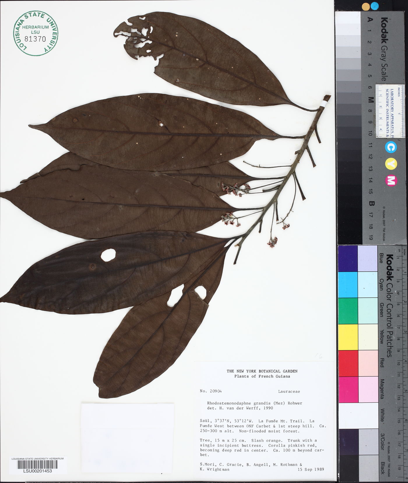 Rhodostemonodaphne grandis image