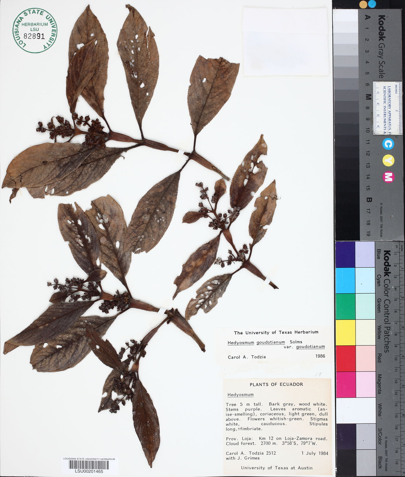 Hedyosmum goudotianum image