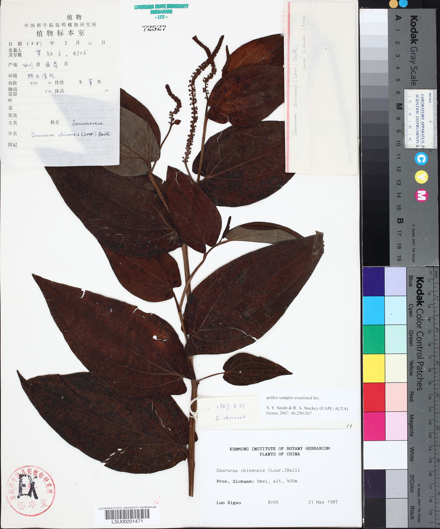 Saururus chinensis image