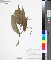 Piper lanceifolium image