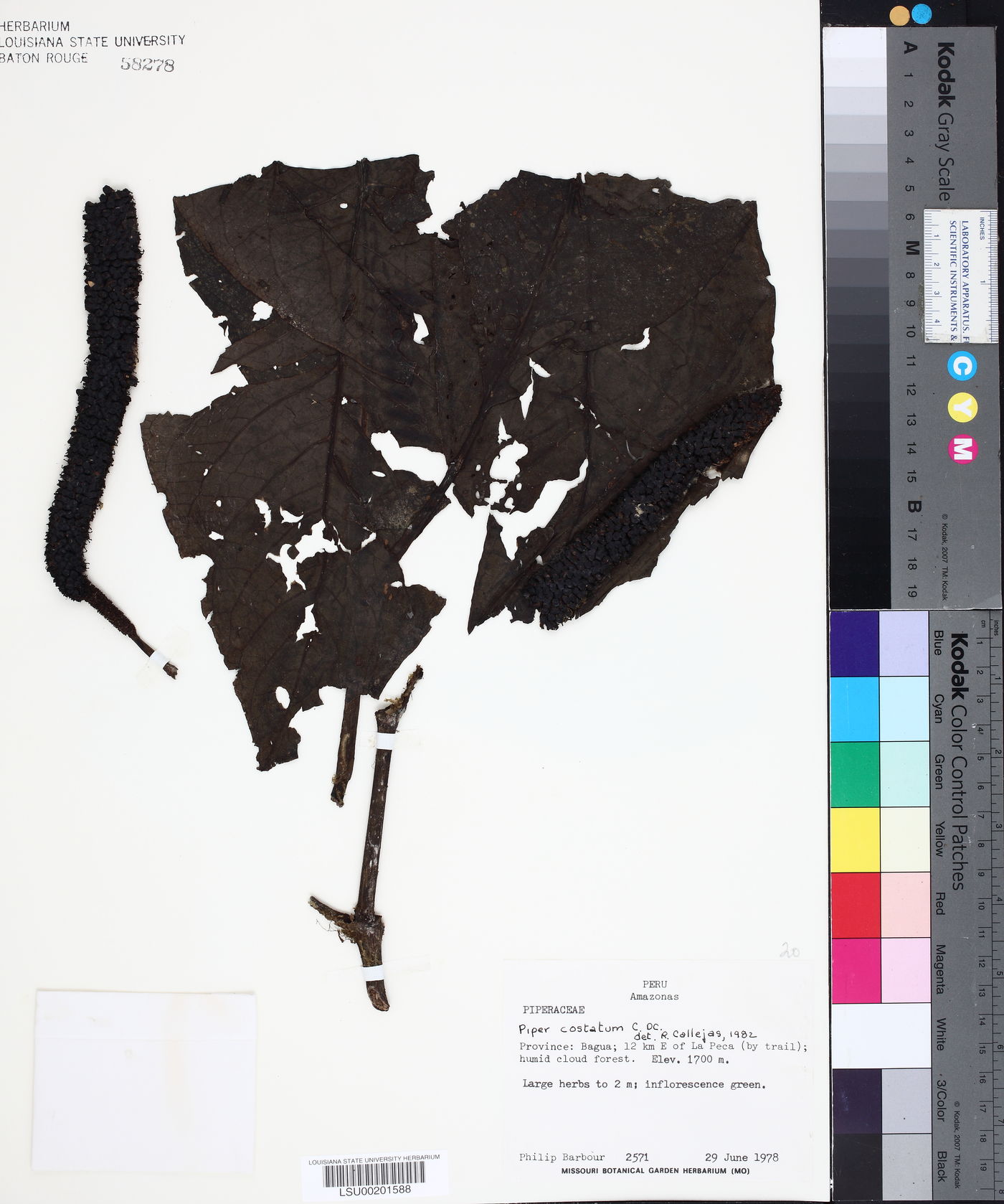 Piper costatum image