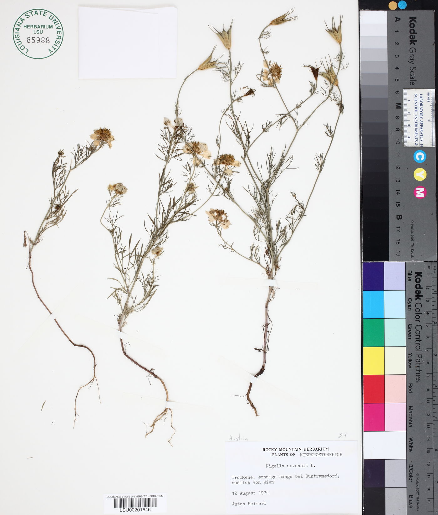 Nigella arvensis image