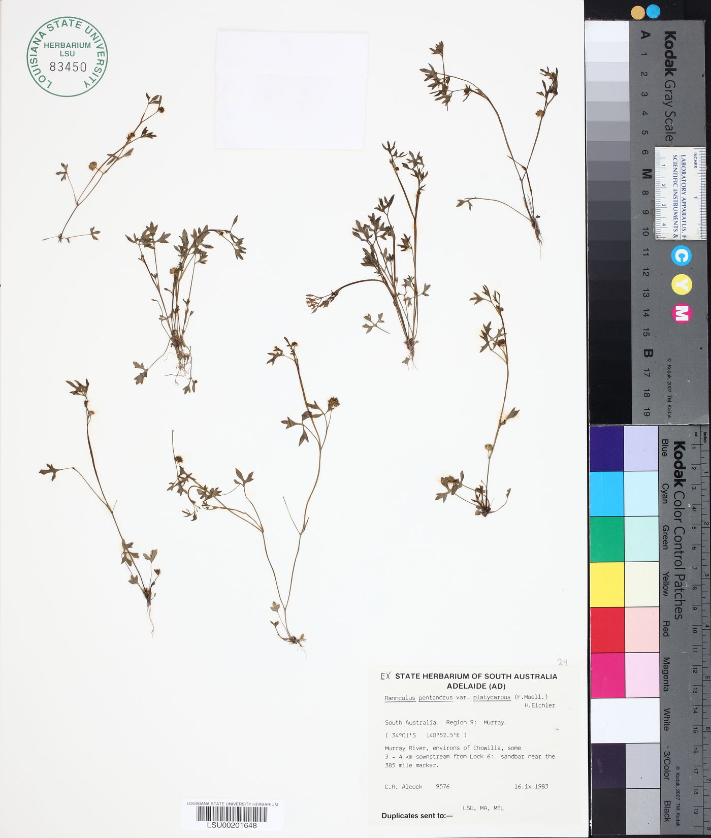 Ranunculus pentandrus var. platycarpus image