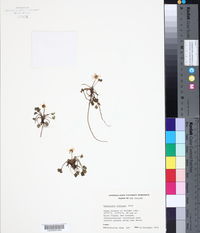 Ranunculus foliosus image