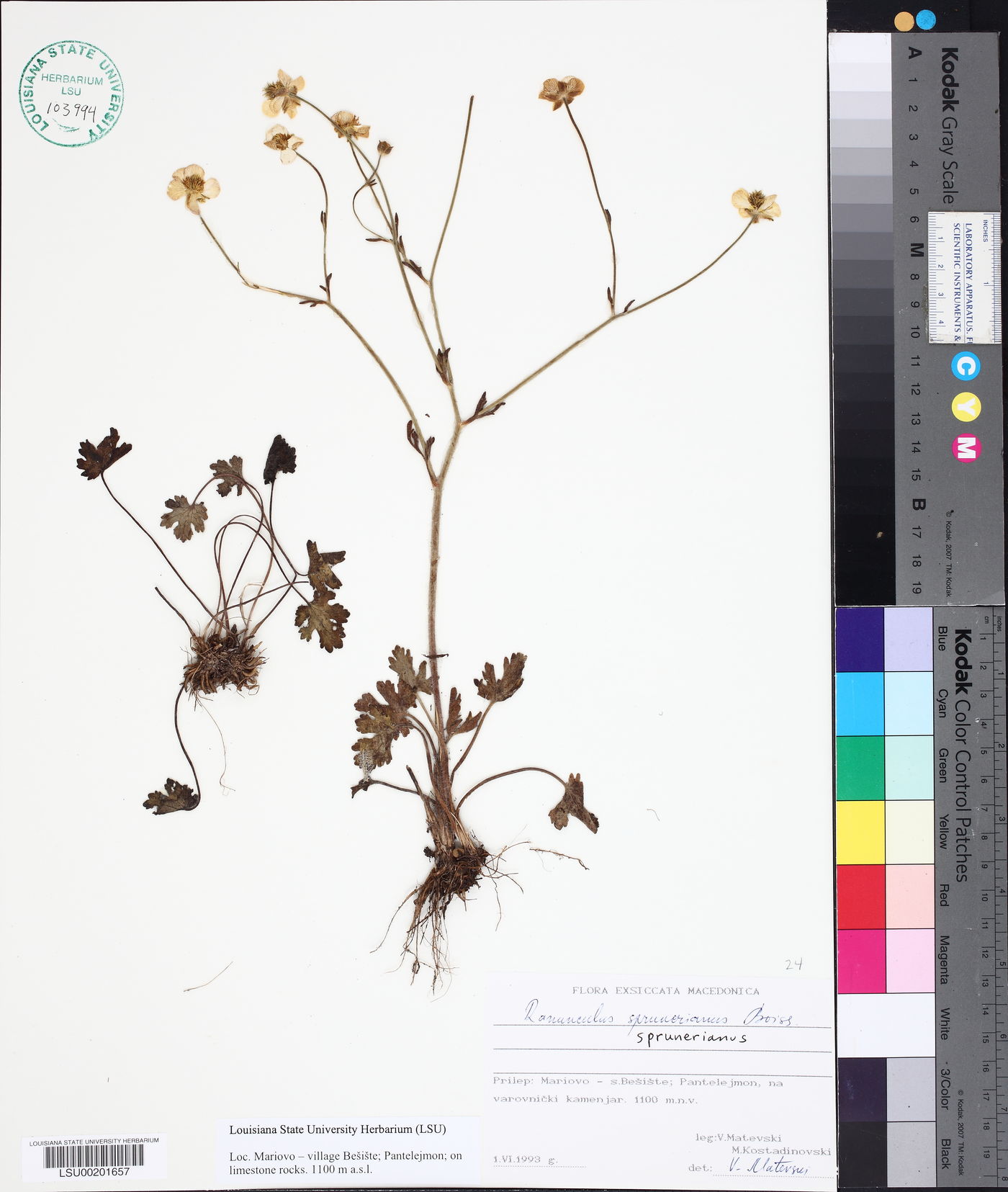 Ranunculus sprunerianus image