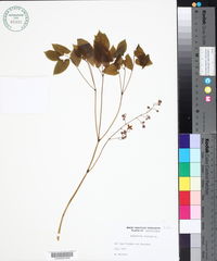 Epimedium alpinum image