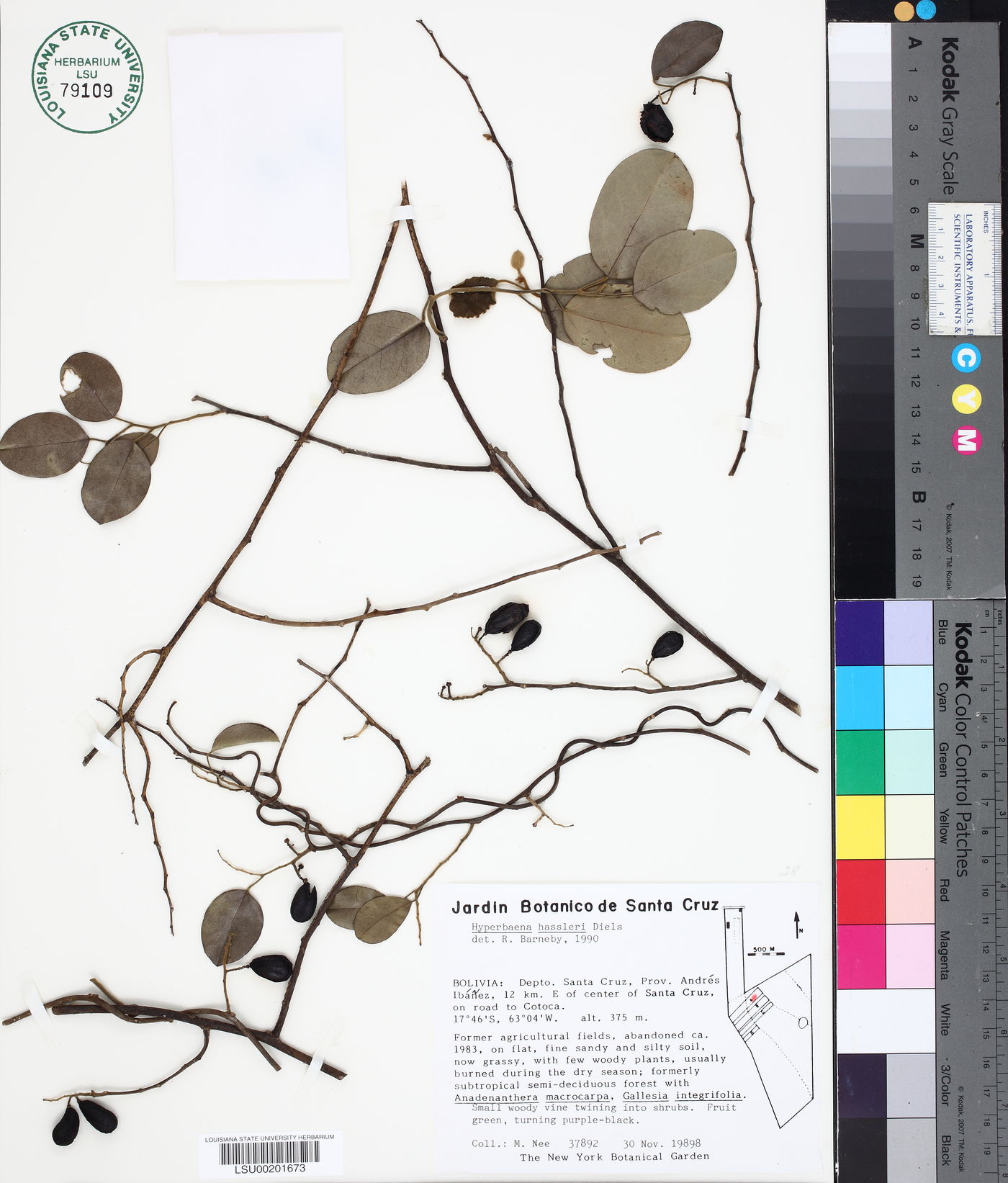 Hyperbaena hassleri image
