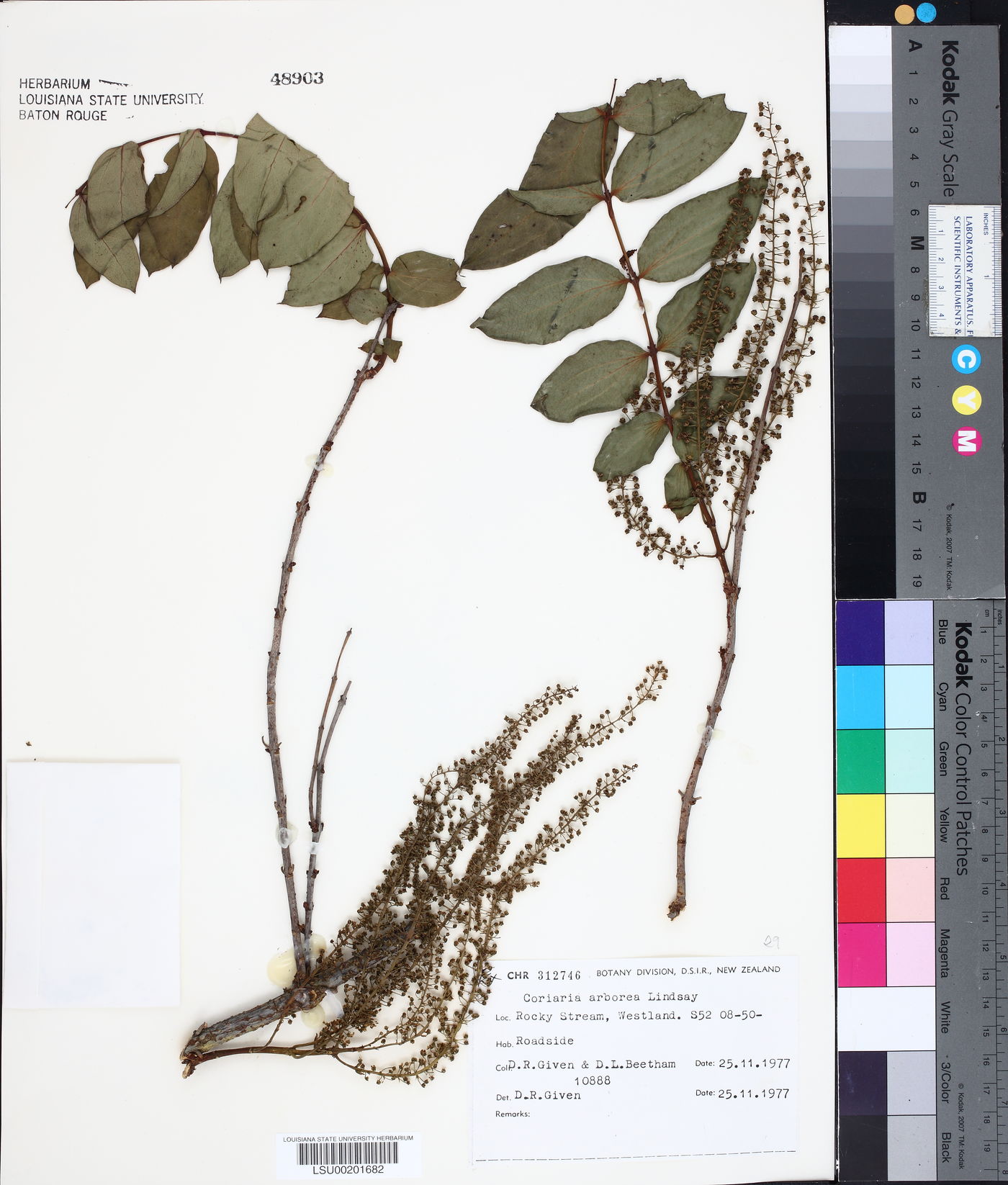 Coriaria arborea image