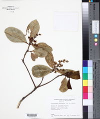 Corynocarpus laevigatus image