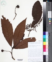 Meliosma grandifolia image