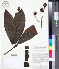 Meliosma grandifolia image