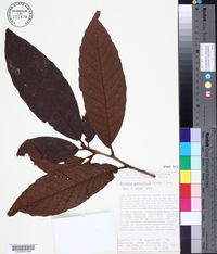Image of Meliosma grandifolia