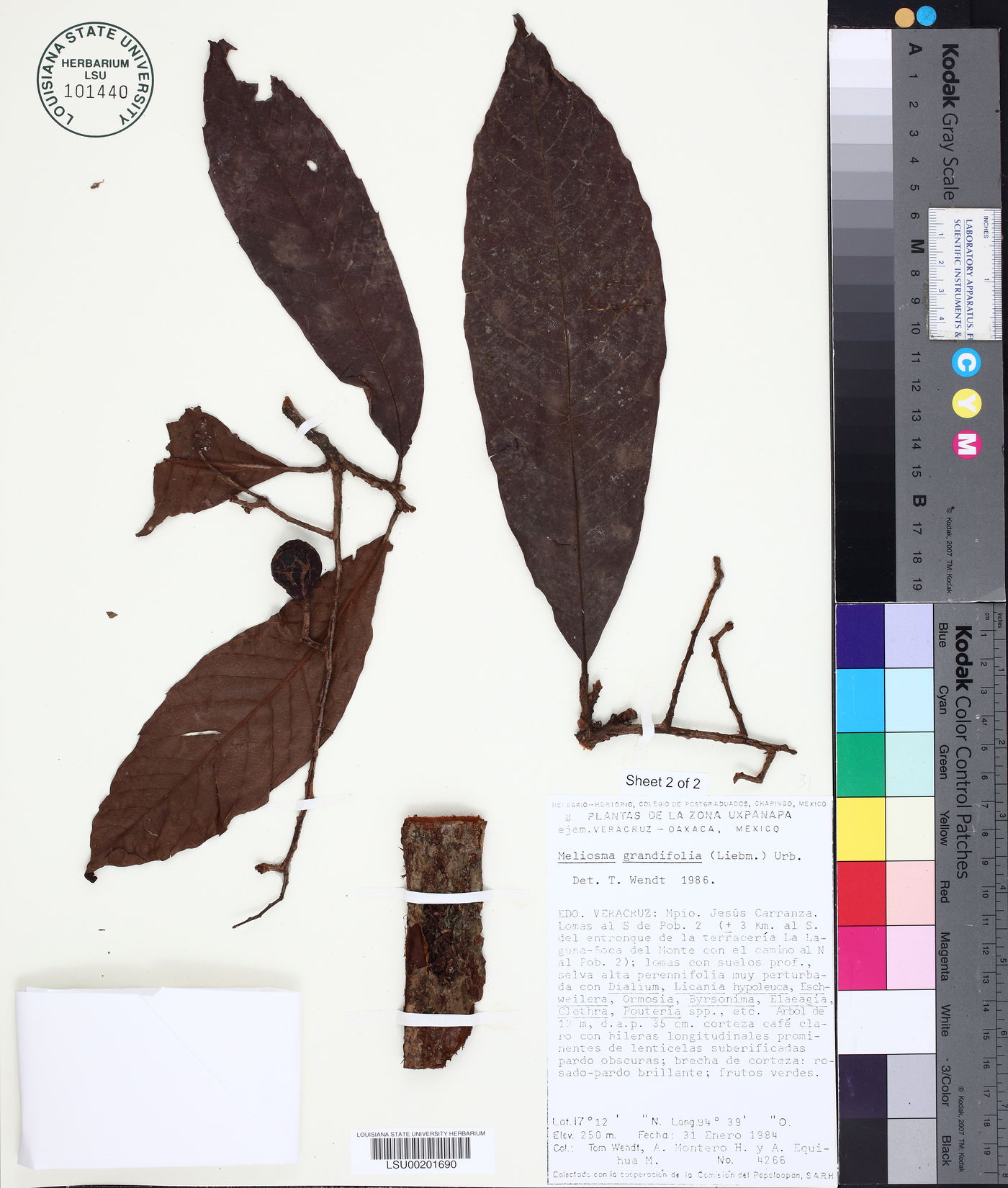 Meliosma grandifolia image