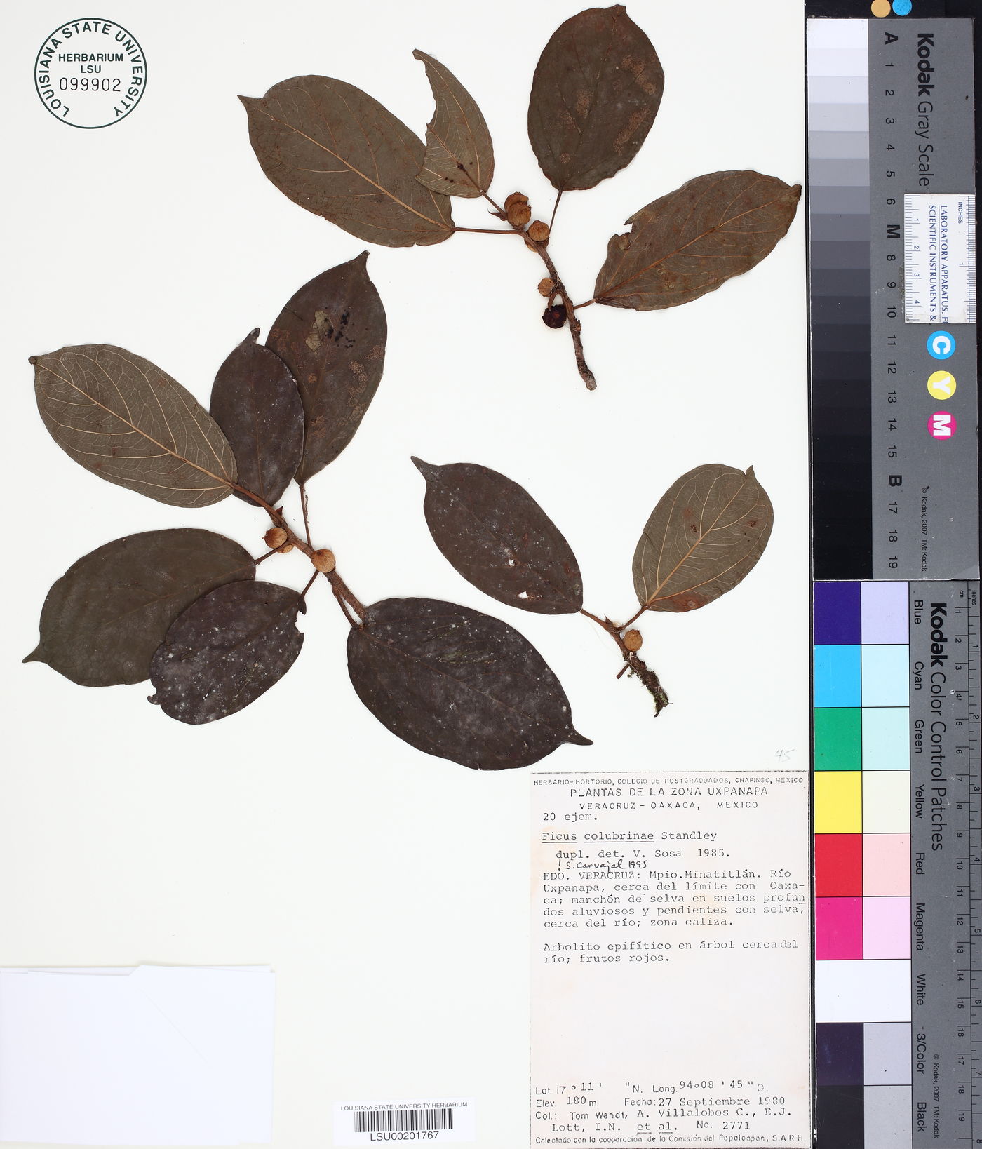 Ficus colubrinae image