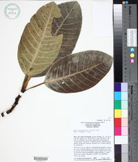 Ficus lapathifolia image