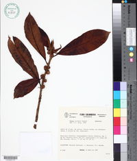 Image of Ficus calimana
